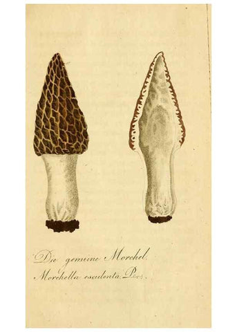 Reproducción/Reproduction 9260244363: Die essbaren schwämme des Oesterreichischen Kaiserstaates /. Wien :Geistinger,1809.