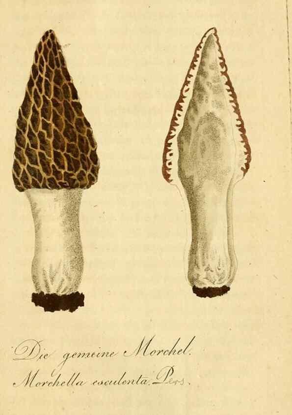 Reproducción/Reproduction 9260244363: Die essbaren schwämme des Oesterreichischen Kaiserstaates /. Wien :Geistinger,1809.