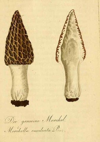 Reproducción/Reproduction 9260244363: Die essbaren schwämme des Oesterreichischen Kaiserstaates /. Wien :Geistinger,1809.