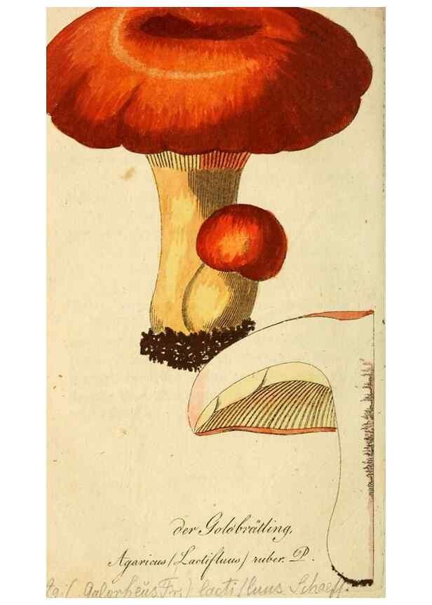 Reproducción/Reproduction 9260220945: Die essbaren schwämme des Oesterreichischen Kaiserstaates /. Wien :Geistinger,1809.