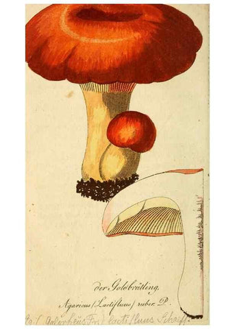 Reproducción/Reproduction 9260220945: Die essbaren schwämme des Oesterreichischen Kaiserstaates /. Wien :Geistinger,1809.