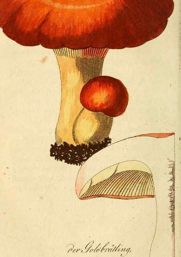 Reproducción/Reproduction 9260220945: Die essbaren schwämme des Oesterreichischen Kaiserstaates /. Wien :Geistinger,1809.