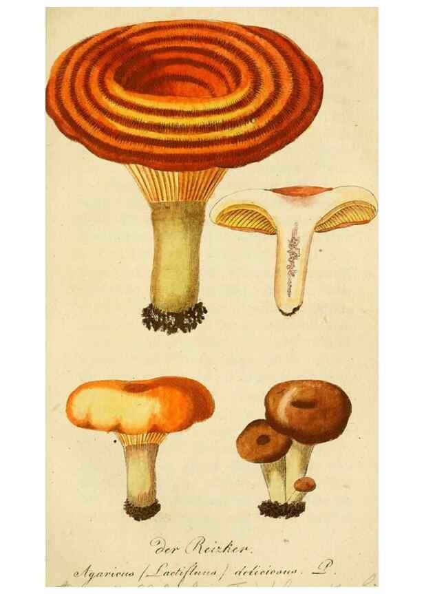 Reproducción/Reproduction 9262997826: Die essbaren schwämme des Oesterreichischen Kaiserstaates /. Wien :Geistinger,1809.