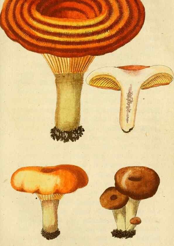 Reproducción/Reproduction 9262997826: Die essbaren schwämme des Oesterreichischen Kaiserstaates /. Wien :Geistinger,1809.