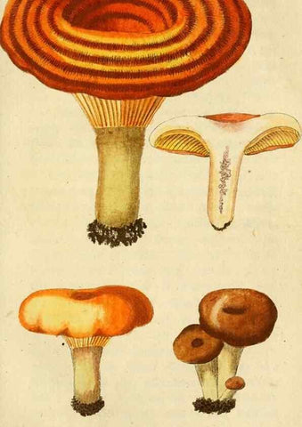 Reproducción/Reproduction 9262997826: Die essbaren schwämme des Oesterreichischen Kaiserstaates /. Wien :Geistinger,1809.