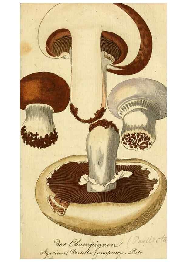 Reproducción/Reproduction 9260218349: Die essbaren schwämme des Oesterreichischen Kaiserstaates /. Wien :Geistinger,1809.