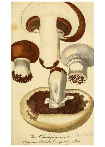 Reproducción/Reproduction 9260218349: Die essbaren schwämme des Oesterreichischen Kaiserstaates /. Wien :Geistinger,1809.
