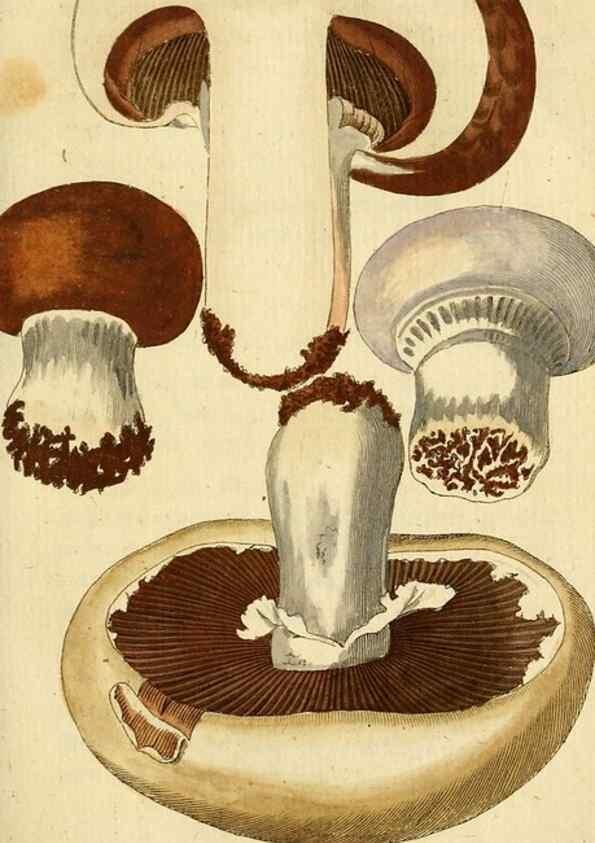 Reproducción/Reproduction 9260218349: Die essbaren schwämme des Oesterreichischen Kaiserstaates /. Wien :Geistinger,1809.
