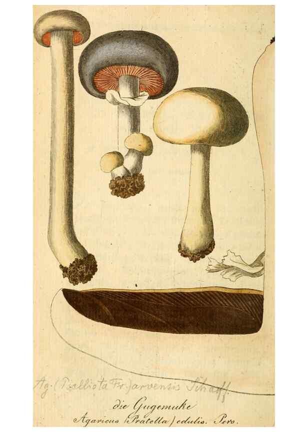 Reproducción/Reproduction 9260216919: Die essbaren schwämme des Oesterreichischen Kaiserstaates /. Wien :Geistinger,1809.