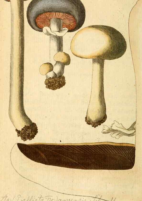 Reproducción/Reproduction 9260216919: Die essbaren schwämme des Oesterreichischen Kaiserstaates /. Wien :Geistinger,1809.