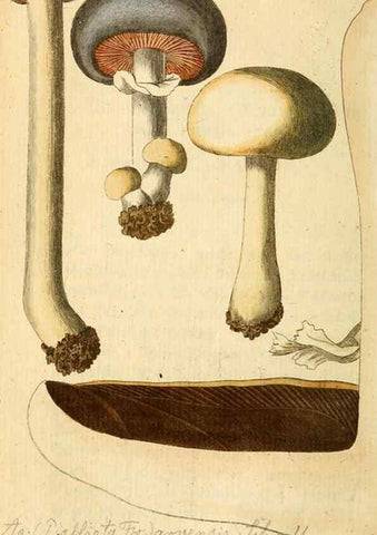 Reproducción/Reproduction 9260216919: Die essbaren schwämme des Oesterreichischen Kaiserstaates /. Wien :Geistinger,1809.
