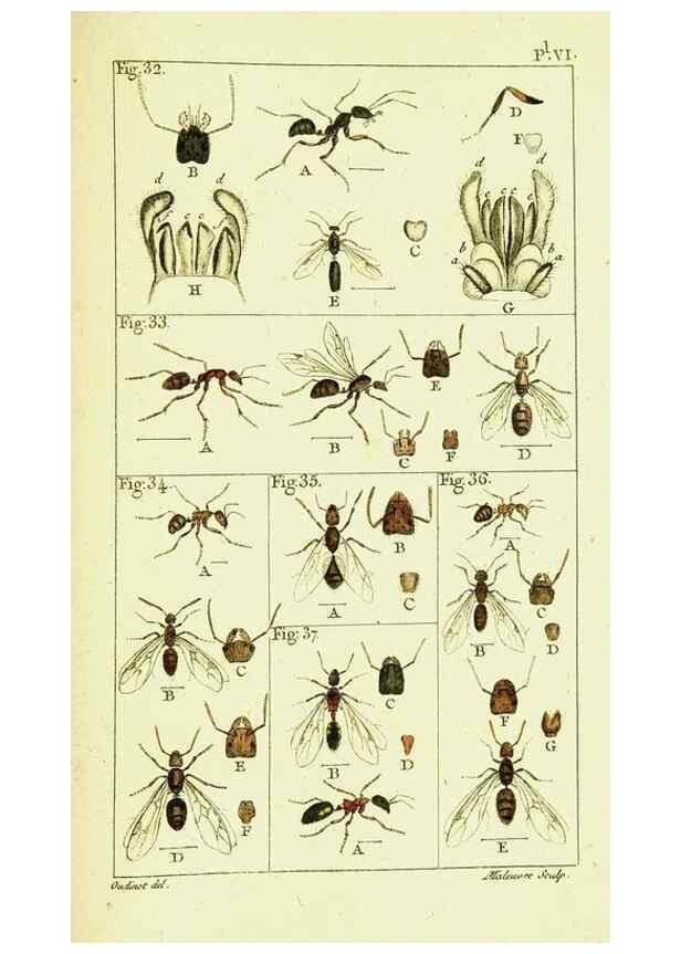 Reproducción/Reproduction 9262891680: Histoire naturelle des fourmis,. Paris,De l'impr. de Crapelet,1802.
