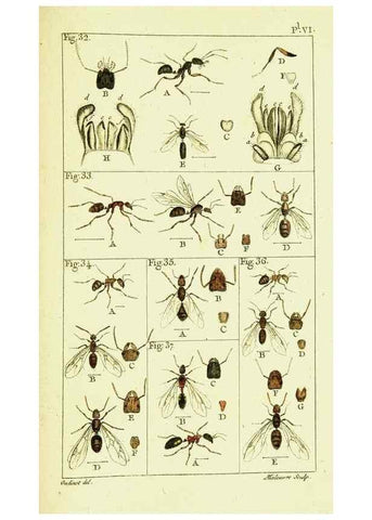 Reproducción/Reproduction 9262891680: Histoire naturelle des fourmis,. Paris,De l'impr. de Crapelet,1802.
