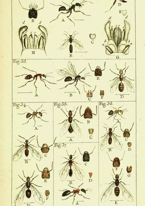Reproducción/Reproduction 9262891680: Histoire naturelle des fourmis,. Paris,De l'impr. de Crapelet,1802.