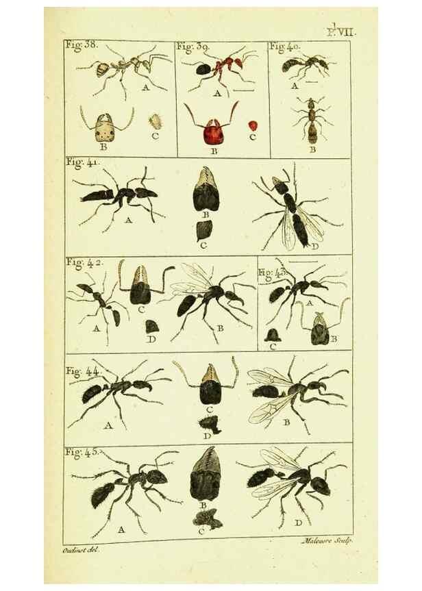 Reproducción/Reproduction 9262893090: Histoire naturelle des fourmis,. Paris,De l'impr. de Crapelet,1802.