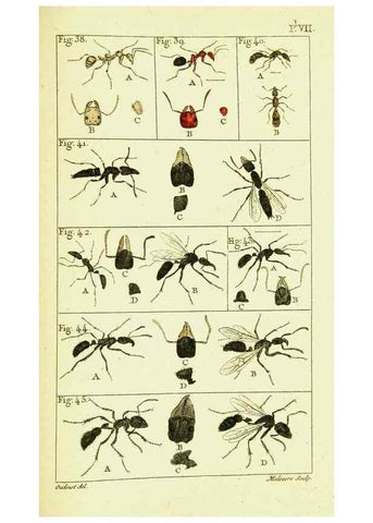 Reproducción/Reproduction 9262893090: Histoire naturelle des fourmis,. Paris,De l'impr. de Crapelet,1802.