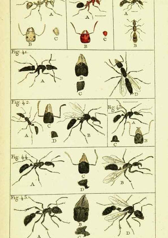 Reproducción/Reproduction 9262893090: Histoire naturelle des fourmis,. Paris,De l'impr. de Crapelet,1802.