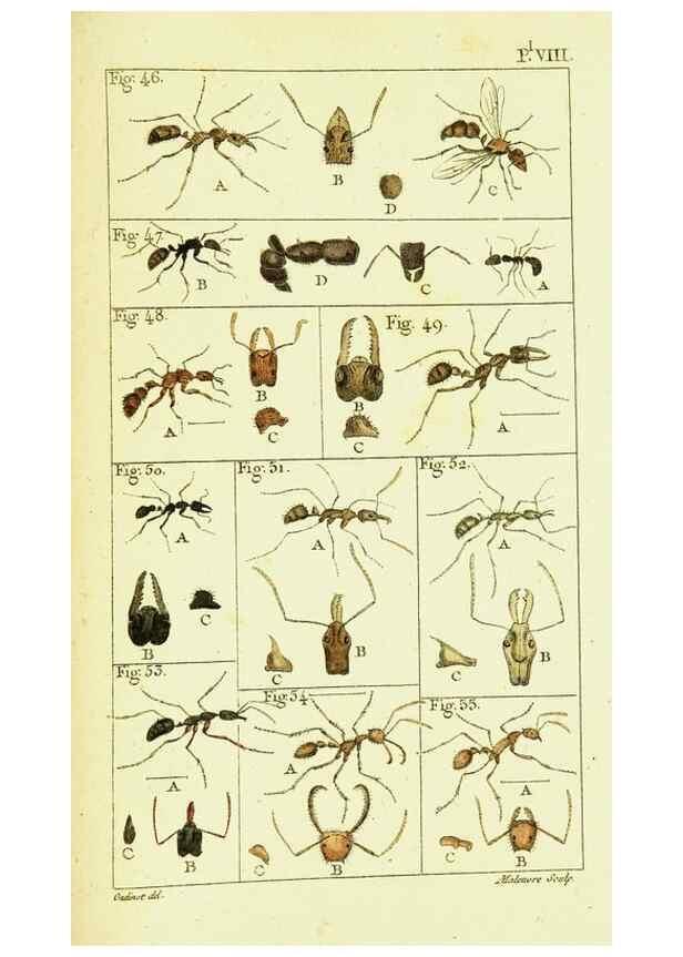Reproducción/Reproduction 9260115925: Histoire naturelle des fourmis,. Paris,De l'impr. de Crapelet,1802.