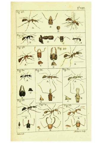 Reproducción/Reproduction 9260115925: Histoire naturelle des fourmis,. Paris,De l'impr. de Crapelet,1802.