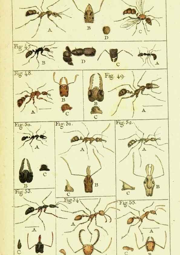 Reproducción/Reproduction 9260115925: Histoire naturelle des fourmis,. Paris,De l'impr. de Crapelet,1802.