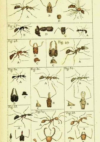 Reproducción/Reproduction 9260115925: Histoire naturelle des fourmis,. Paris,De l'impr. de Crapelet,1802.