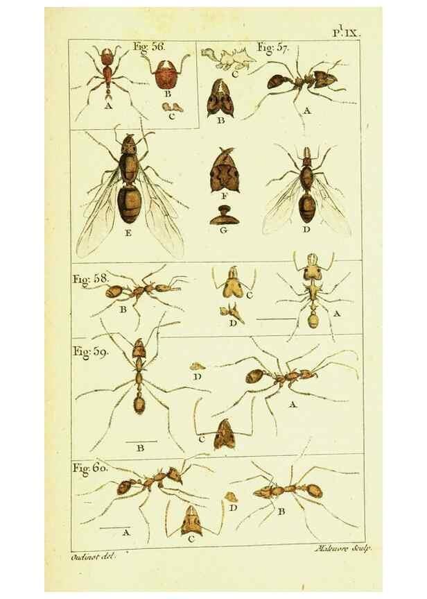 Reproducción/Reproduction 9260117199: Histoire naturelle des fourmis,. Paris,De l'impr. de Crapelet,1802.