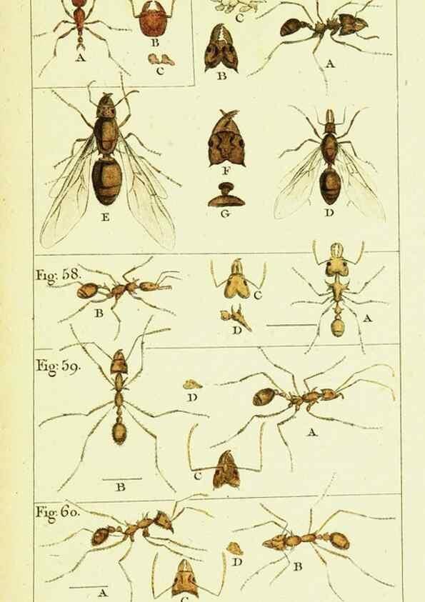 Reproducción/Reproduction 9260117199: Histoire naturelle des fourmis,. Paris,De l'impr. de Crapelet,1802.