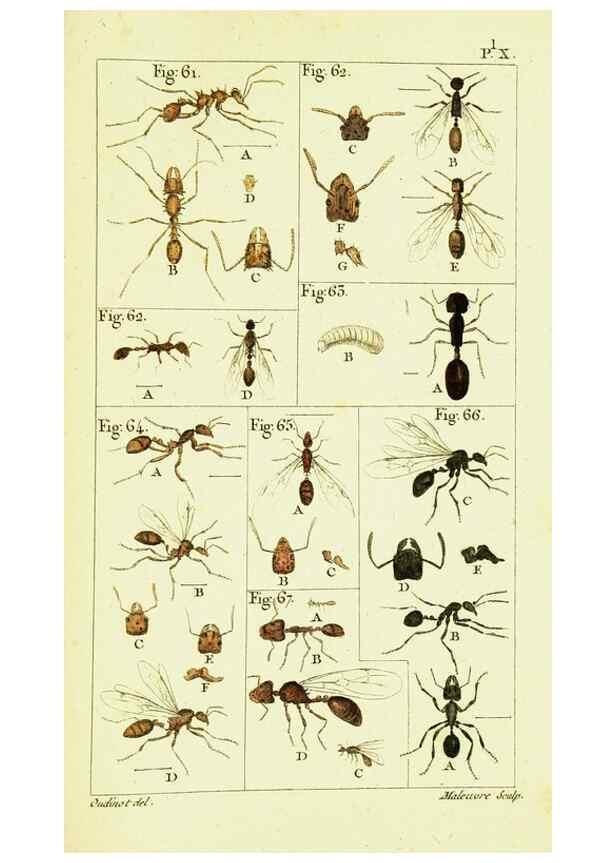 Reproducción/Reproduction 9260118705: Histoire naturelle des fourmis,. Paris,De l'impr. de Crapelet,1802.