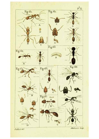 Reproducción/Reproduction 9260118705: Histoire naturelle des fourmis,. Paris,De l'impr. de Crapelet,1802.