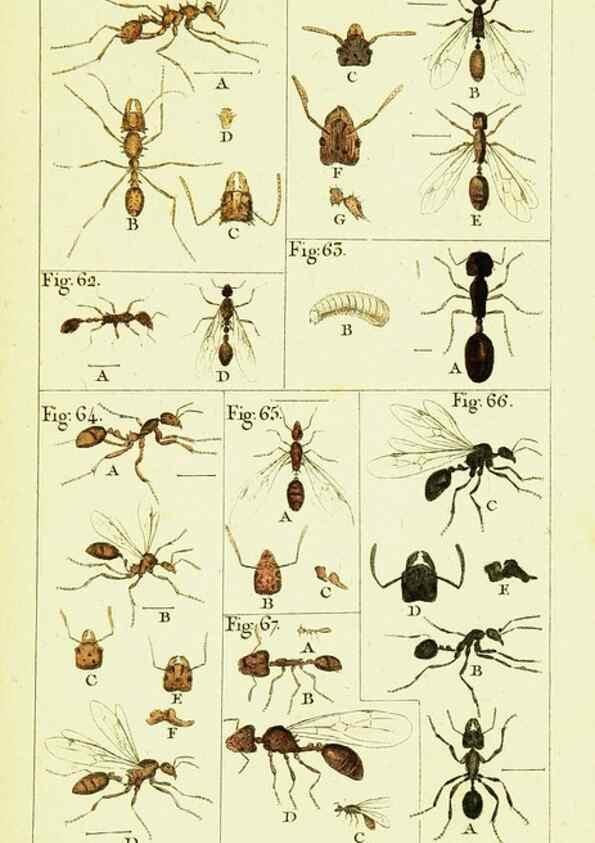 Reproducción/Reproduction 9260118705: Histoire naturelle des fourmis,. Paris,De l'impr. de Crapelet,1802.