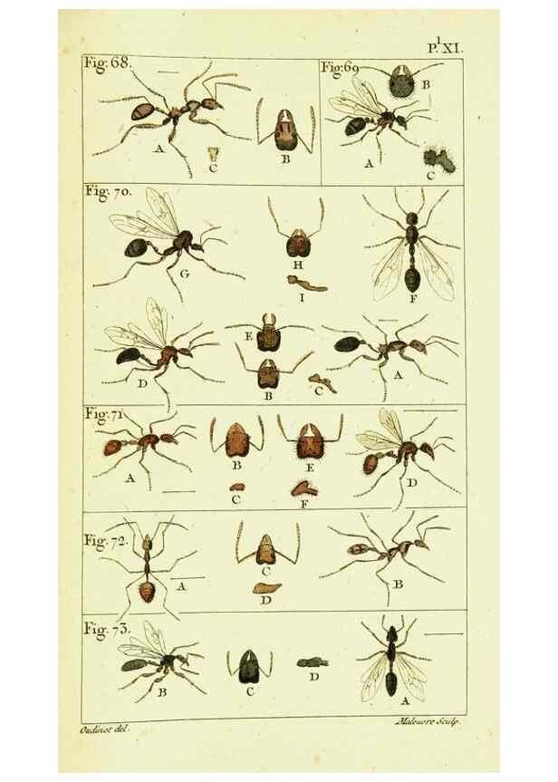 Reproducción/Reproduction 9260119757: Histoire naturelle des fourmis,. Paris,De l'impr. de Crapelet,1802.