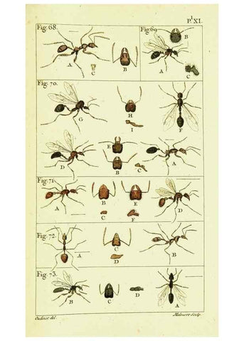 Reproducción/Reproduction 9260119757: Histoire naturelle des fourmis,. Paris,De l'impr. de Crapelet,1802.
