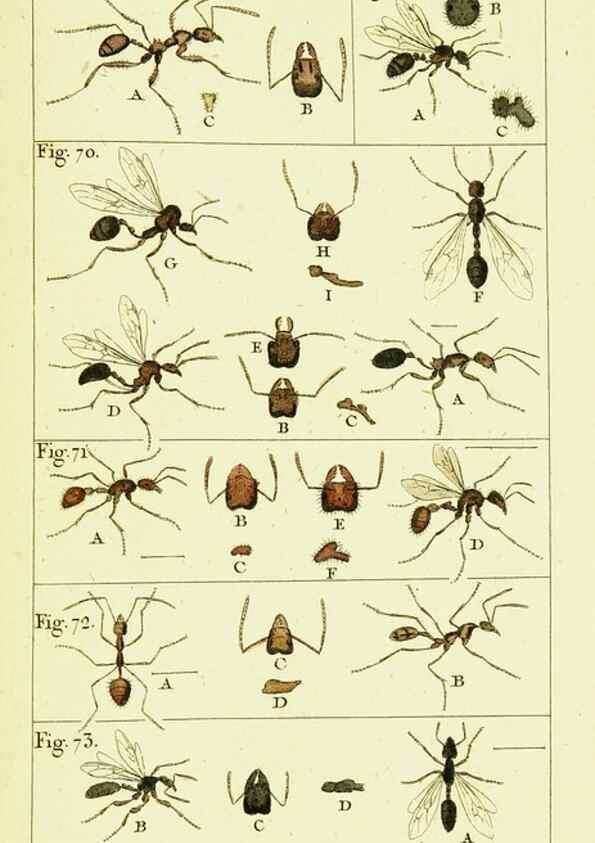 Reproducción/Reproduction 9260119757: Histoire naturelle des fourmis,. Paris,De l'impr. de Crapelet,1802.