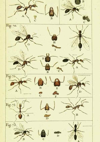 Reproducción/Reproduction 9260119757: Histoire naturelle des fourmis,. Paris,De l'impr. de Crapelet,1802.