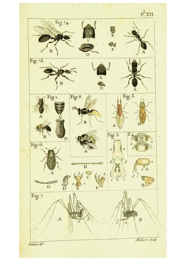 Reproducción/Reproduction 9260120895: Histoire naturelle des fourmis,. Paris,De l'impr. de Crapelet,1802.