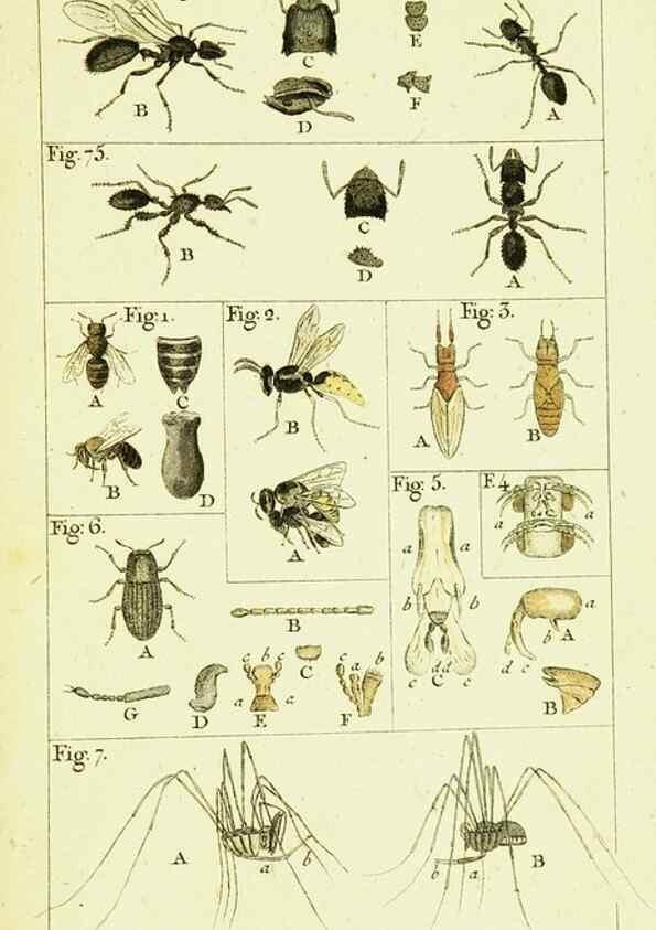 Reproducción/Reproduction 9260120895: Histoire naturelle des fourmis,. Paris,De l'impr. de Crapelet,1802.