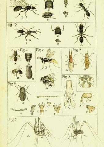 Reproducción/Reproduction 9260120895: Histoire naturelle des fourmis,. Paris,De l'impr. de Crapelet,1802.