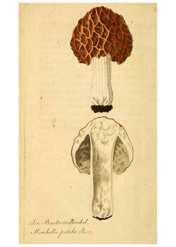 Reproducción/Reproduction 9263023264: Die essbaren schwämme des Oesterreichischen Kaiserstaates /. Wien :Geistinger,1809.