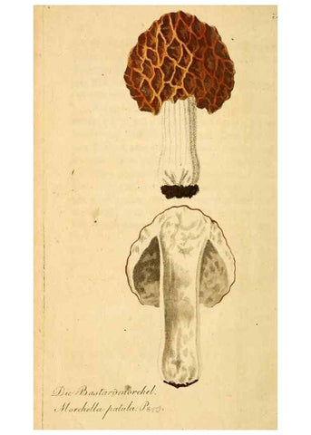 Reproducción/Reproduction 9263023264: Die essbaren schwämme des Oesterreichischen Kaiserstaates /. Wien :Geistinger,1809.