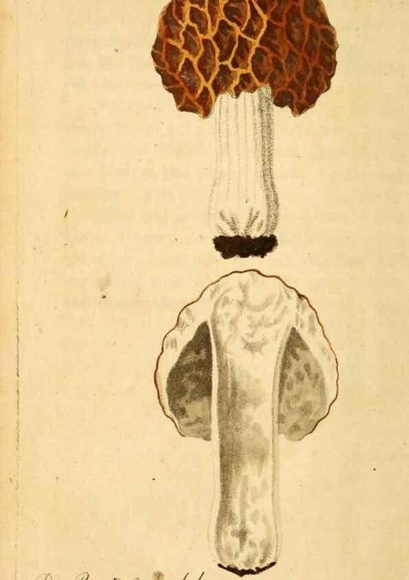 Reproducción/Reproduction 9263023264: Die essbaren schwämme des Oesterreichischen Kaiserstaates /. Wien :Geistinger,1809.