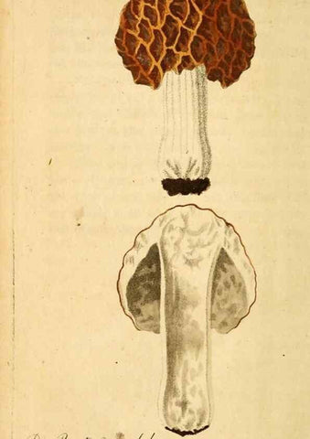 Reproducción/Reproduction 9263023264: Die essbaren schwämme des Oesterreichischen Kaiserstaates /. Wien :Geistinger,1809.
