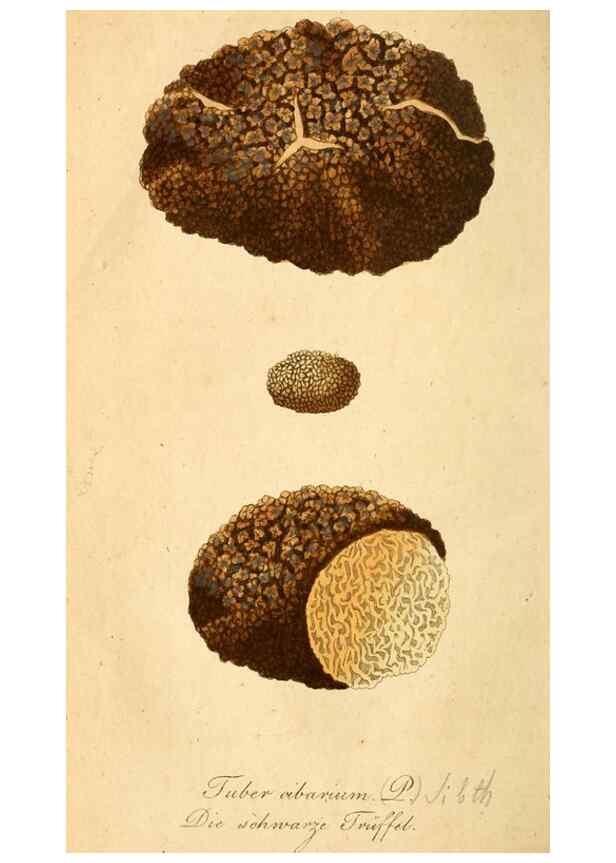 Reproducción/Reproduction 9260205077: Die essbaren schwämme des Oesterreichischen Kaiserstaates /. Wien :Geistinger,1809.