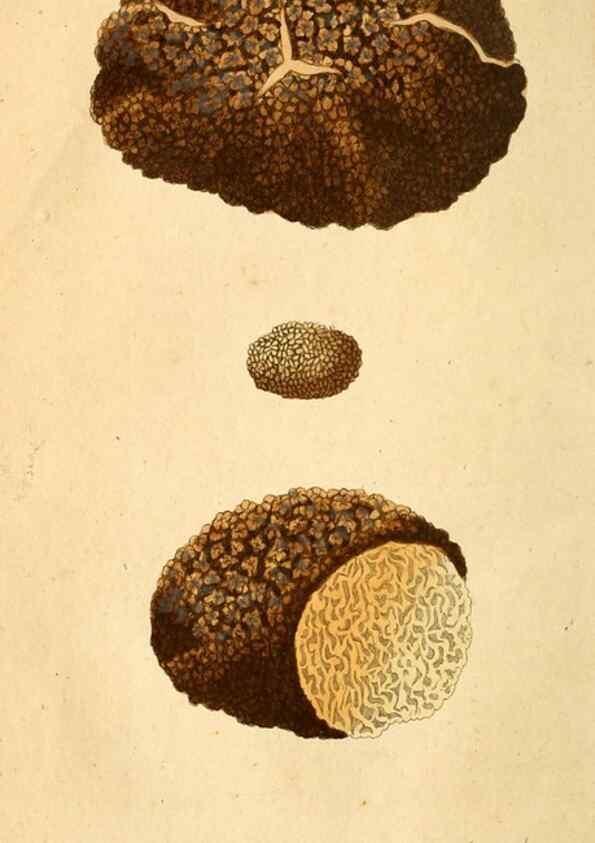 Reproducción/Reproduction 9260205077: Die essbaren schwämme des Oesterreichischen Kaiserstaates /. Wien :Geistinger,1809.