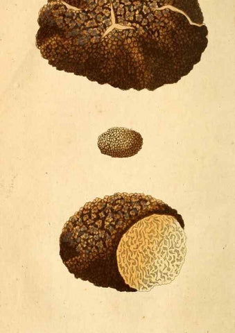 Reproducción/Reproduction 9260205077: Die essbaren schwämme des Oesterreichischen Kaiserstaates /. Wien :Geistinger,1809.