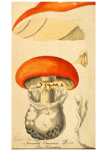 Reproducción/Reproduction 9262985944: Die essbaren schwämme des Oesterreichischen Kaiserstaates /. Wien :Geistinger,1809.