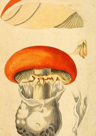 Reproducción/Reproduction 9262985944: Die essbaren schwämme des Oesterreichischen Kaiserstaates /. Wien :Geistinger,1809.