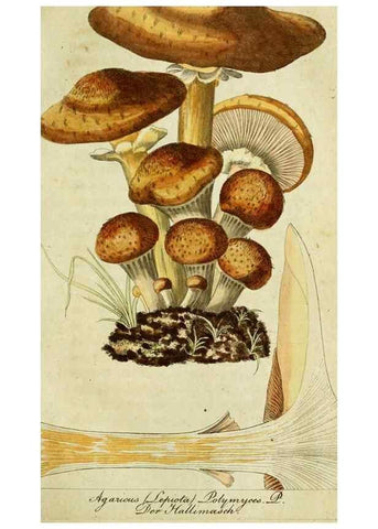 Reproducción/Reproduction 9260209329: Die essbaren schwämme des Oesterreichischen Kaiserstaates /. Wien :Geistinger,1809.