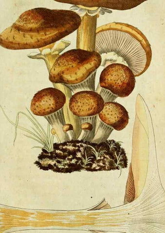 Reproducción/Reproduction 9260209329: Die essbaren schwämme des Oesterreichischen Kaiserstaates /. Wien :Geistinger,1809.