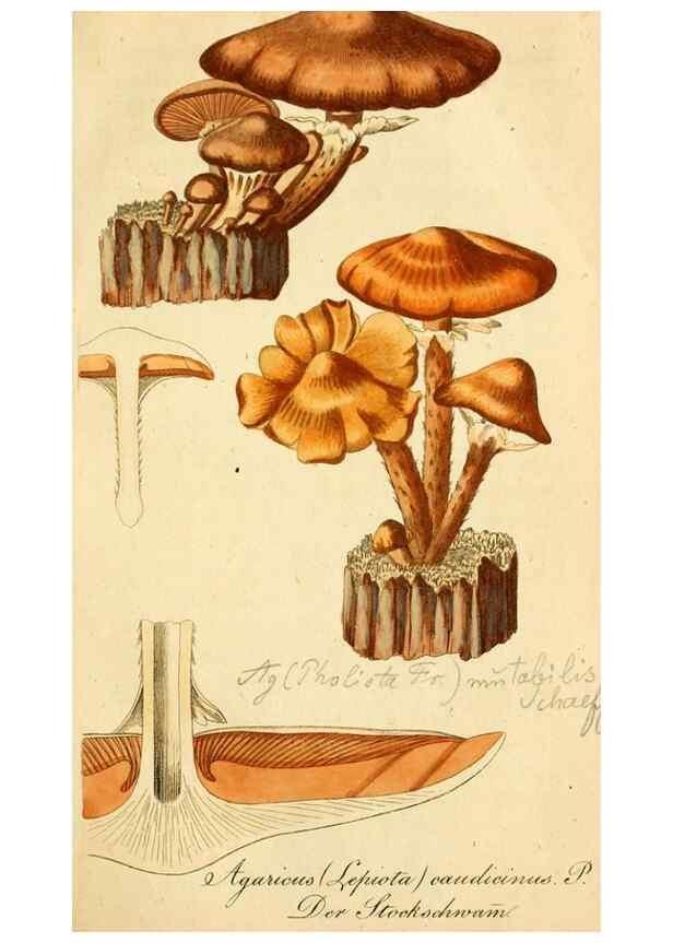 Reproducción/Reproduction 9262988876: Die essbaren schwämme des Oesterreichischen Kaiserstaates /. Wien :Geistinger,1809.