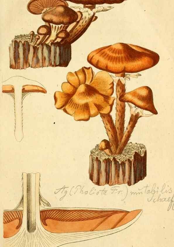 Reproducción/Reproduction 9262988876: Die essbaren schwämme des Oesterreichischen Kaiserstaates /. Wien :Geistinger,1809.